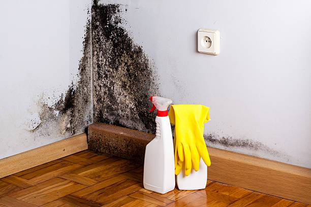 Best Emergency water damage restoration  in Ester, AK